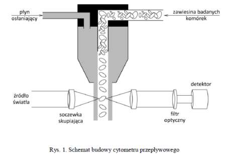 Schemat budowy cytometru przepływowego